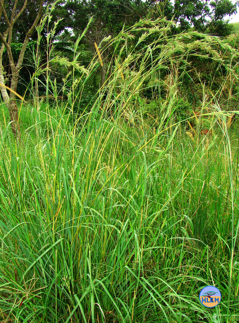 HLEM green form of cymbopogon nardus (C. validus) grass  plant Durban KZN South Africa