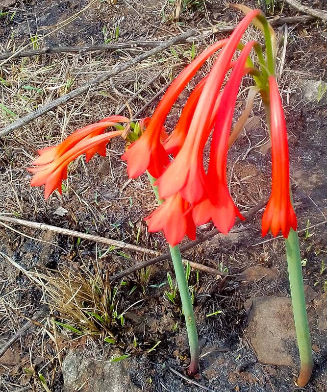 fire Lily Cyrtanthus contractusflower a South African indigenous grassland bulb Durban KZN South Africa