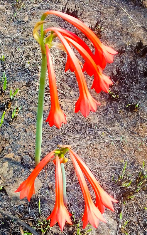 fire Lily Cyrtanthus contractus plant a South African indigenous grassland bulb Durban KZN South Africa