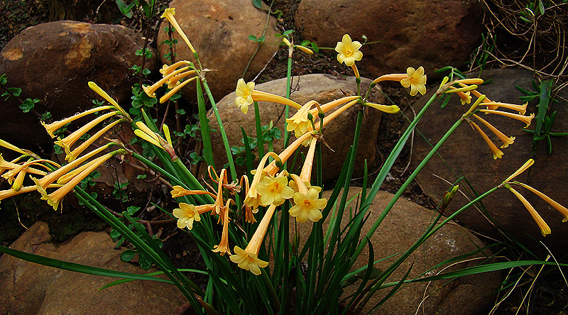 HLEM  Ifafa Lily Cyrtanthus mackenii plant a South African indigenous grassland bulb Durban KZN South Africa
