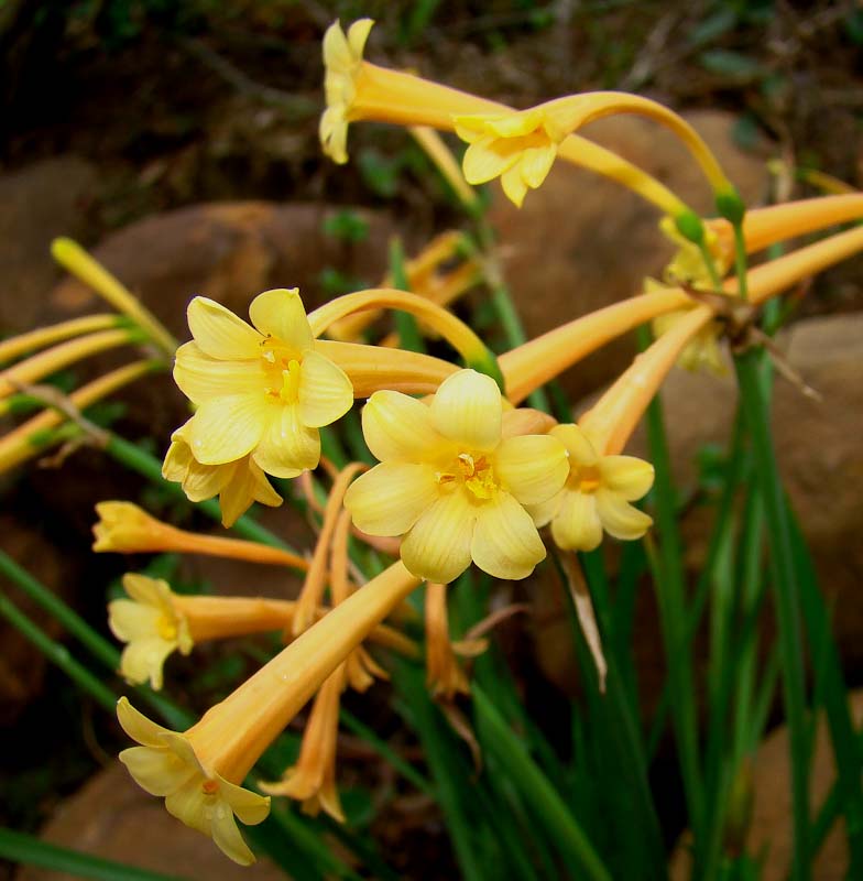 HLEM  Ifafa Lily Cyrtanthus mackenii flower a South African indigenous grassland bulb Durban KZN South Africa