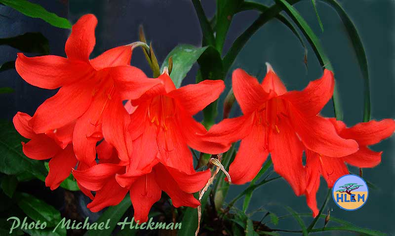 Flowers of  Inanda Lily Cyrtanthus sanguineus which grows on rocks in semi-shade is a South African indigenous bulbous plant  HLEM Hlengiwe Luthuli Environmental Management (Pty) Ltd Durban KZN South Africa