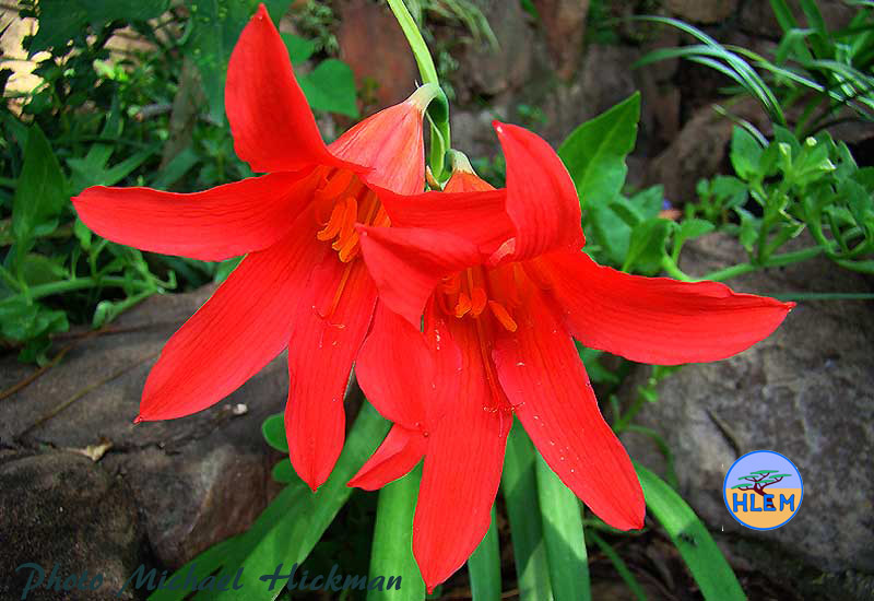 Flower of  Inanda Lily Cyrtanthus sanguineus is a South African indigenous bulbous plant  HLEM Hlengiwe Luthuli Environmental Management (Pty) Ltd Durban KZN South Africa