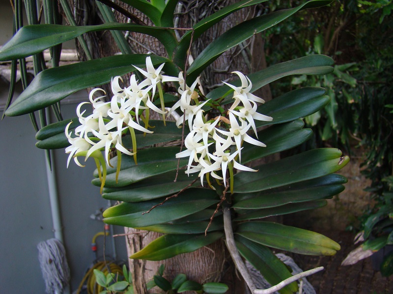 Cyrtorchis arcuata subsp. arcuata is a South African indigenous orchid which growa on trees and  grows on rocks in semi-shade