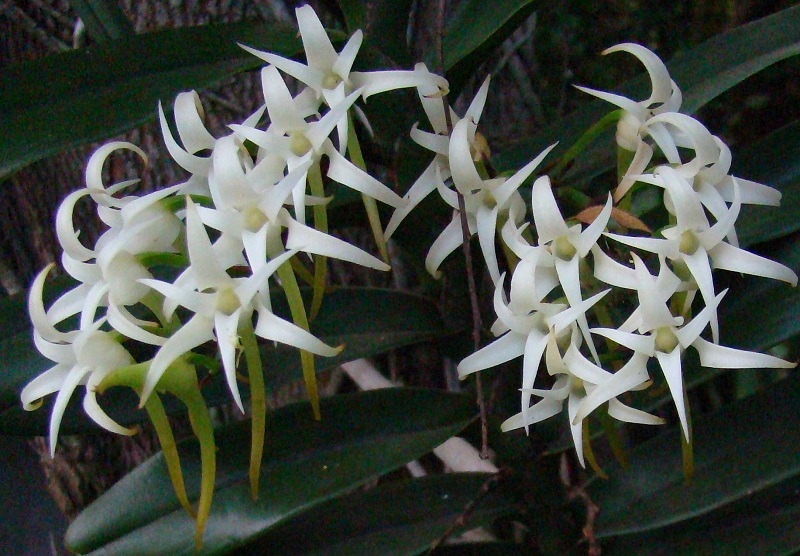 Flower of  Cyrtorchis arcuata subsp. arcuata which is a South African indigenous orchid