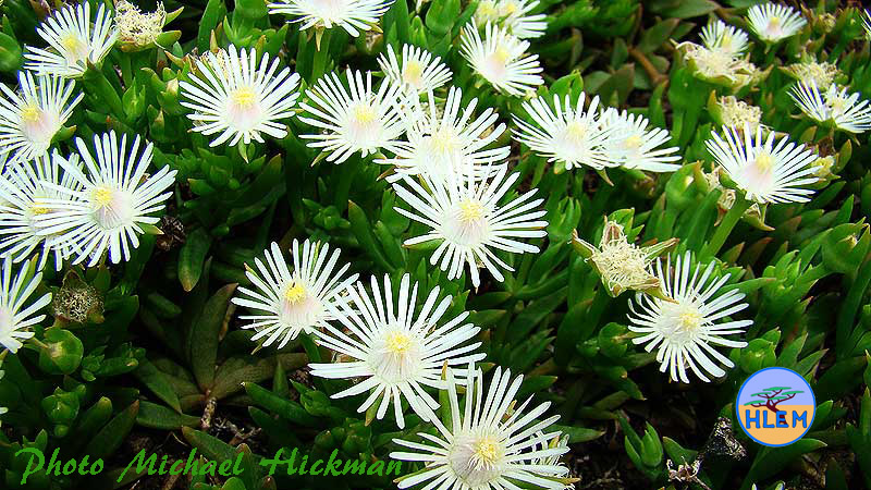 Ice Plant Delosperma lineare a succulent South African indigenous grassland plant HLEM Hlengiwe Luthuli Environmental Management (Pty) Ltd Durban KZN South Africa