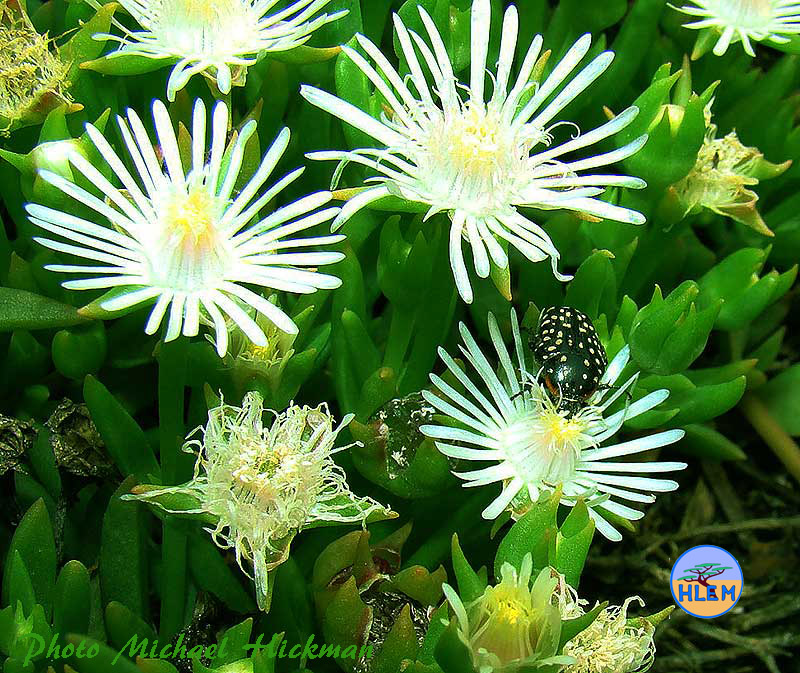 Flower with a beetle polinating it of Delosperma lineare a South African indigenous grassland plant HLEM Hlengiwe Luthuli Environmental Management (Pty) Ltd Durban KZN South Africa