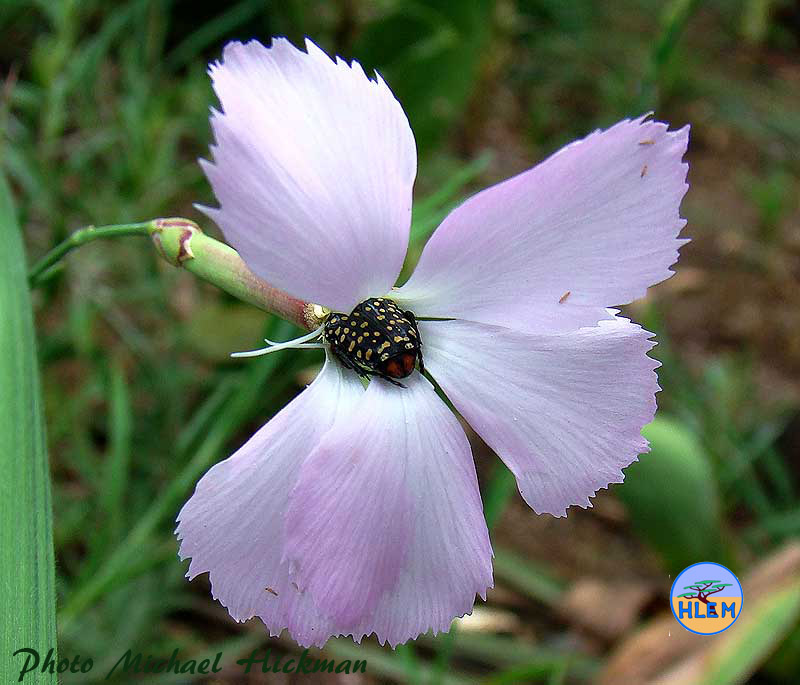 Flower of African carnation Dianthus zeyheri is a South African indigenous grassland plant HLEM Hlengiwe Luthuli Environmental Management (Pty) Ltd Durban KZN South Africa