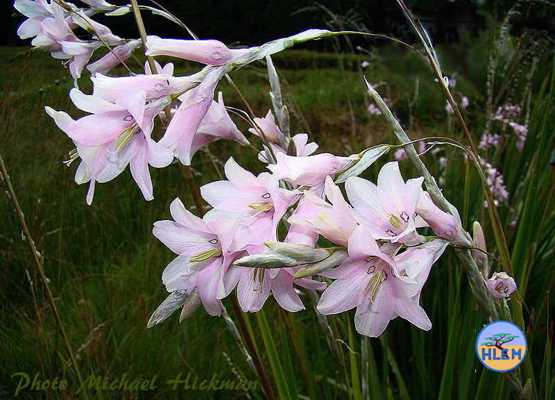 Flower of Dierama latifolium is a South African indigenous grassland plant HLEM Hlengiwe Luthuli Environmental Management (Pty) Ltd Durban KZN South Africa