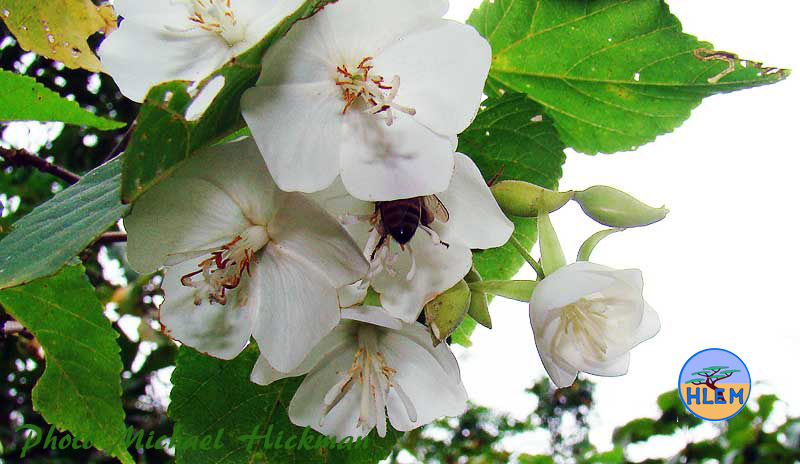 HLEM Forest Dombeya Dombeya tiliacea with the African honey bee Apis mellifera scutellata on flower endemic indigenous tree Durban Kwazulu-Natal South Africa