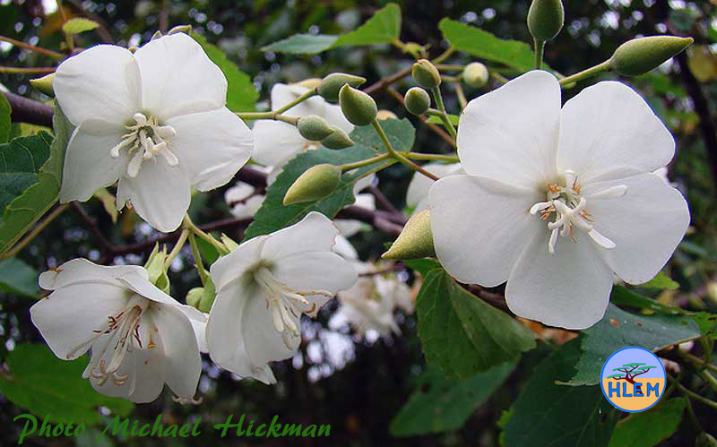 HLEM Forest Dombeya, Dombeya tiliacea with  flowers endemic indigenous tree Durban Kwazulu-Natal South Africa