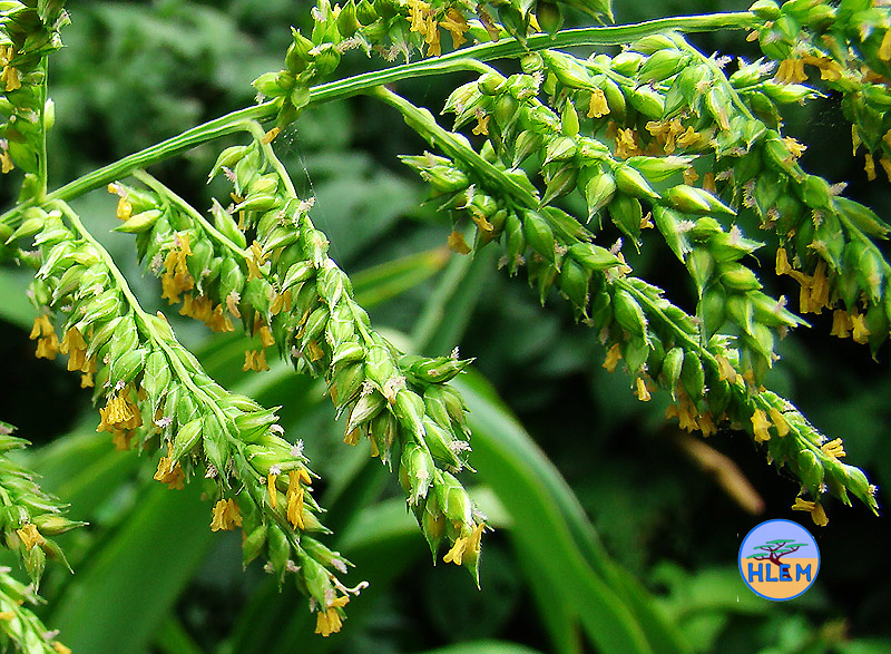 HLEM flowers of Antelope Grass  echinochloa pyramidalis indigenous grass  plant Durban KZN South Africa