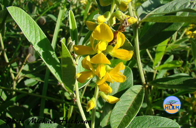 HLEM  Flowers of Canary Pea Eriosema psoraleoides a South African indigenous grassland plant Durban KZN South Africa