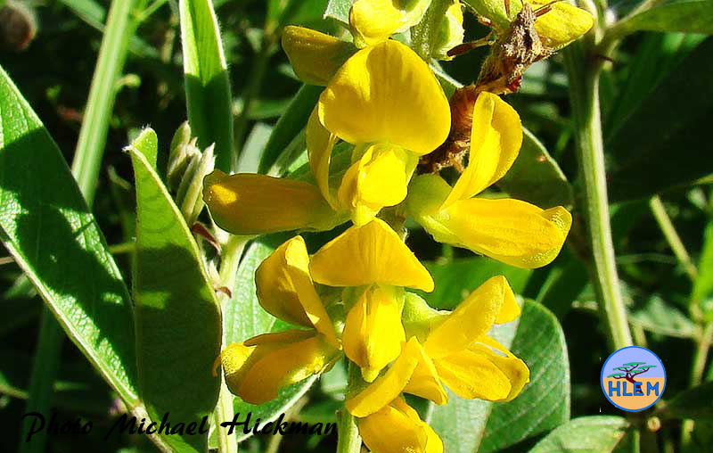 HLEM  Flower of Canary Pea Eriosema psoraleoides a South African indigenous grassland plant Durban KZN South Africa