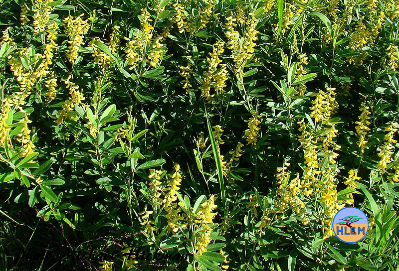 HLEM  Canary Pea Eriosema psoraleoides a South African indigenous grassland plant Durban KZN South Africa