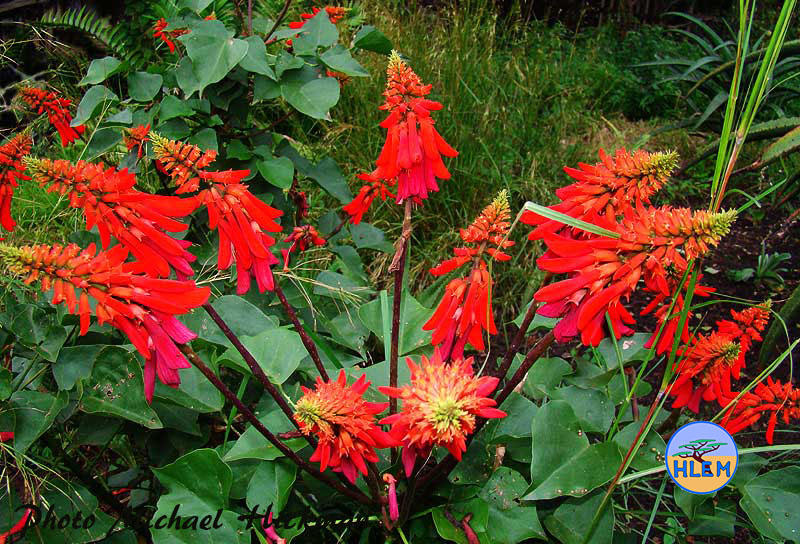 flowers of Dwarf Coral Tree Dwarf Coral Tree Erythrina humeana South African small indigenous tree found growing in grassland HLEM Hlengiwe Luthuli Environmental Management (Pty) Ltd Durban KZN South Africa