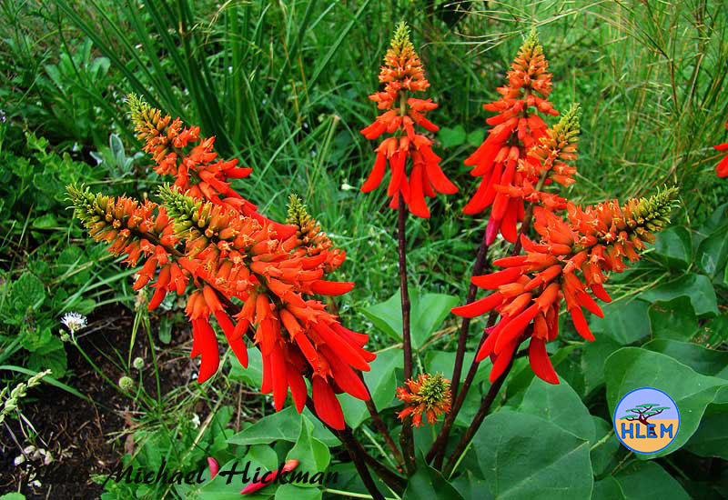 Flower of Dwarf Coral Tree Erythrina humeana South African small indigenous tree found growing in grassland plant HLEM Hlengiwe Luthuli Environmental Management (Pty) Ltd Durban KZN South Africa