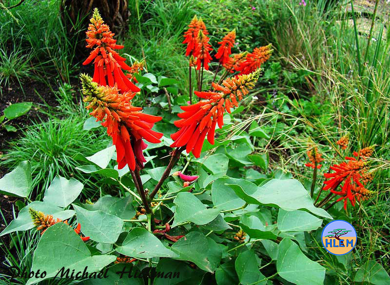 Dwarf Coral Tree Erythrina humeana South African small indigenous tree found growing in grassland HLEM Hlengiwe Luthuli Environmental Management (Pty) Ltd Durban KZN South Africa