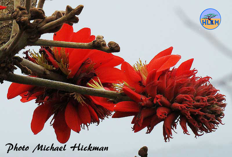 HLEM Flower of Broad-leaved coral tree Erythrina latissima indigenous tree Durban Kwazulu-Natal South Africa