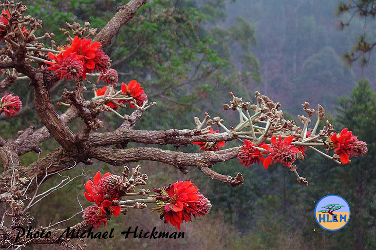 HLEM Broad-leaved coral tree Erythrina latissima indigenous tree Durban Kwazulu-Natal South Africa