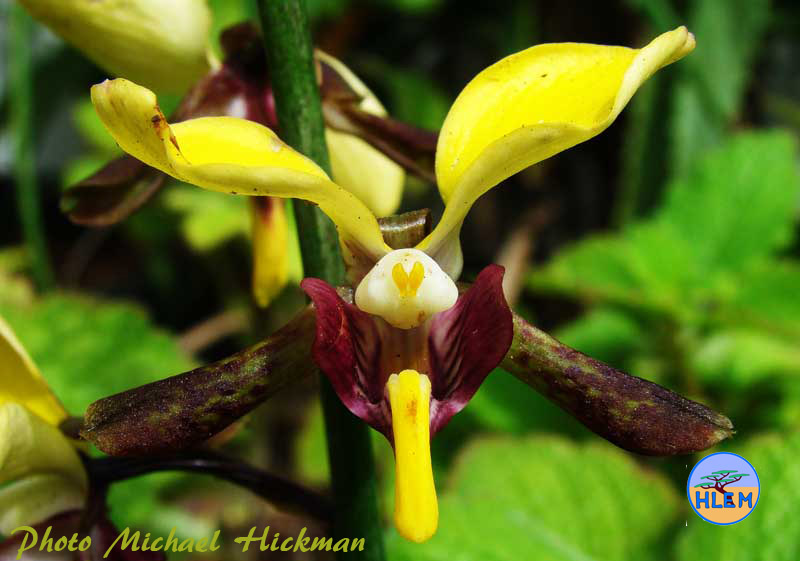 front view of the flower of Eulophia streptopetala a South African indigenous terrestrial orchid  HLEM Hlengiwe Luthuli Environmental Management (Pty) Ltd Durban KZN South Africa