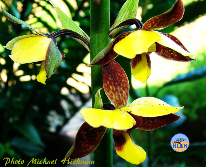 flower of  Eulophia streptopetala a South African indigenous terrestrial orchid