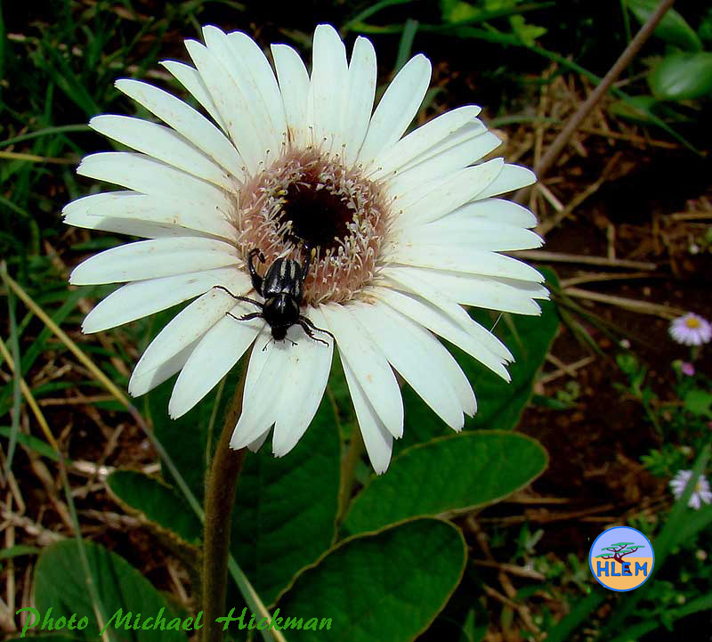 Flower of White Gerbera Gerbera ambigua with a beetle polinating it is a South African indigenous grassland plant HLEM Hlengiwe Luthuli Environmental Management (Pty) Ltd Durban KZN South Africa