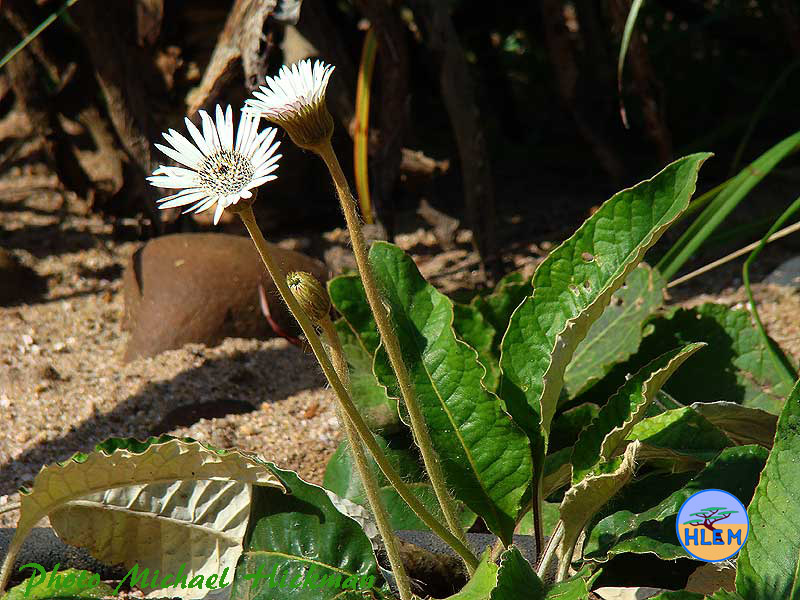 Showing the white underside of the leaves of White Gerbera Gerbera ambigua a South African indigenous grassland plant HLEM Hlengiwe Luthuli Environmental Management (Pty) Ltd Durban KZN South Africa