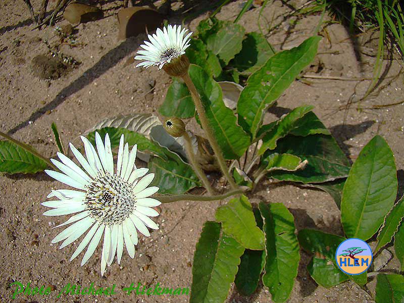 White Gerbera Gerbera ambigua a South African indigenous grassland plant HLEM Hlengiwe Luthuli Environmental Management (Pty) Ltd Durban KZN South Africa