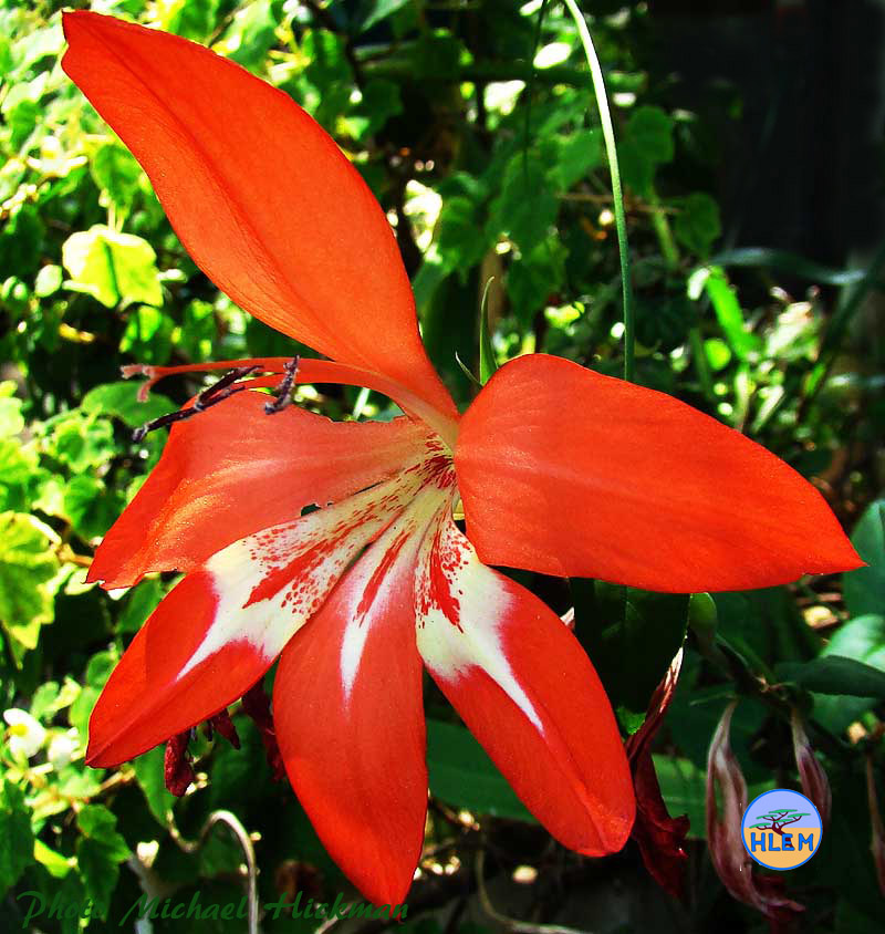 HLEM  Critically Endangered local endemic Gladiolus cruentus we have propogated and have a number of these plants growing at our home a South African indigenous plant Durban KZN South Africa