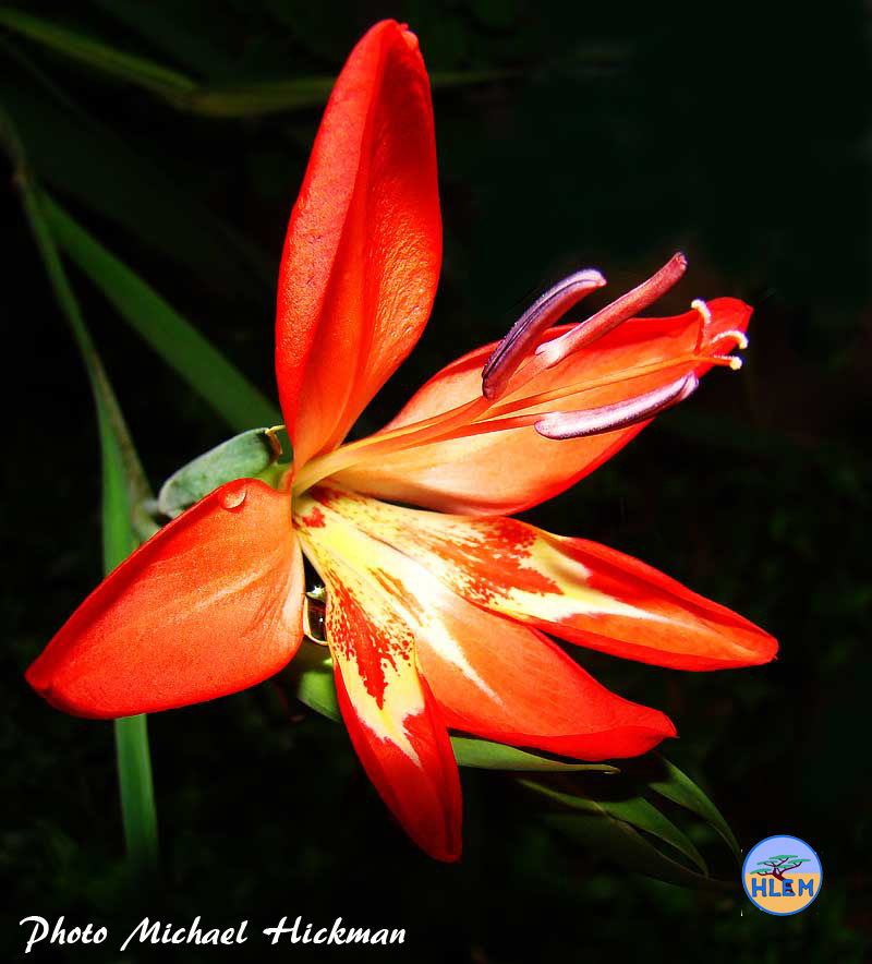 HLEM  Flower of the Critically Endangered Gladiolus cruentus a South African indigenous plant found growing on cliffs a South African endemic indigenous plant Durban KZN South Africa