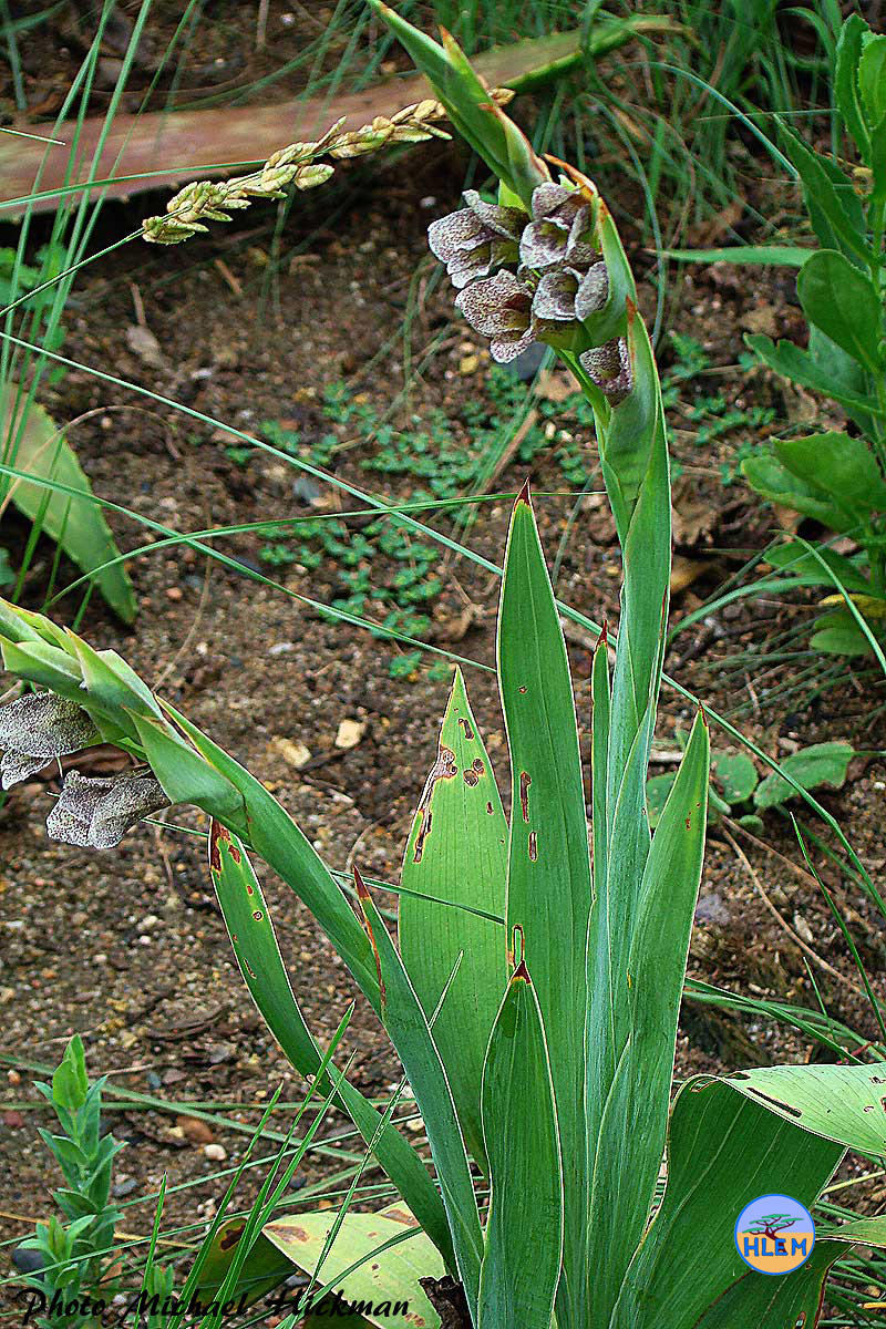 HLEM  Sheathed Gladiolus, Gladiolus ecklonii a South African indigenous grassland plant showing the distinctive leaves Durban KZN South Africa