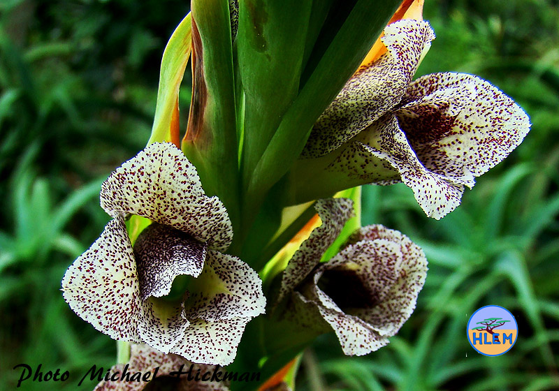 HLEM  Flower of Sheathed Gladiolus, Gladiolus ecklonii a South African indigenous grassland plant Durban KZN South Africa