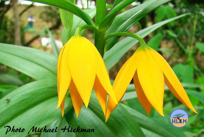 HLEM  Flower of  Climbing Lily, Gloriosa modesta a South African indigenous grassland plant Durban KZN South Africa