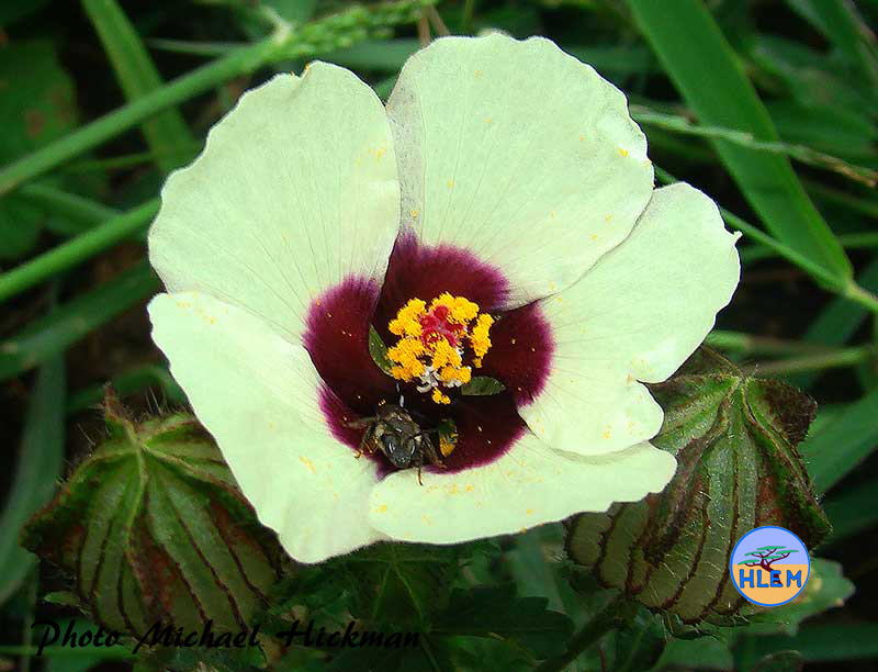 HLEM  Flower of Bladder hibiscus Hibiscus trionum  a South African indigenous grassland plant Durban KZN South Africa