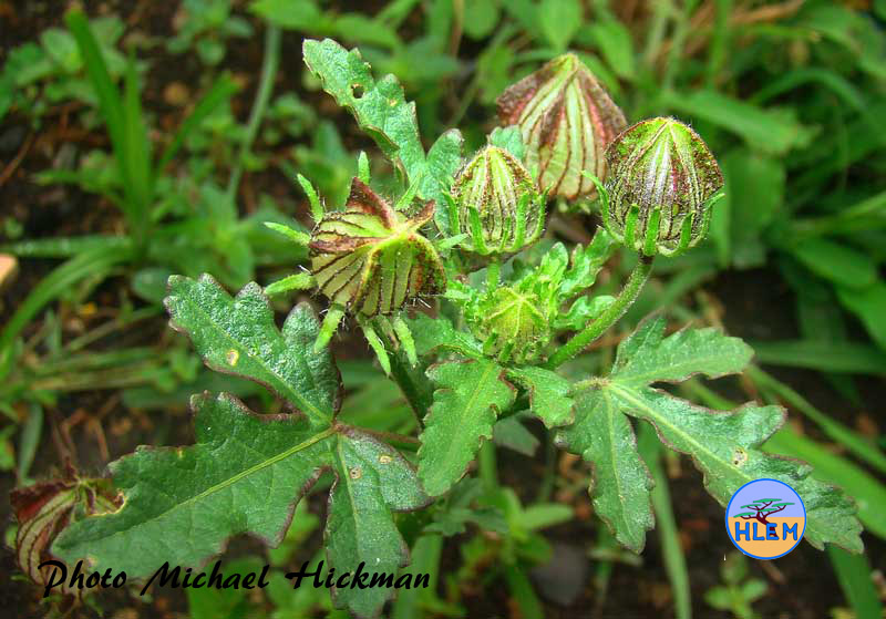 HLEM  Plant of Flower of Bladder hibiscus Hibiscus trionum  a South African indigenous grassland plant Durban KZN South Africa