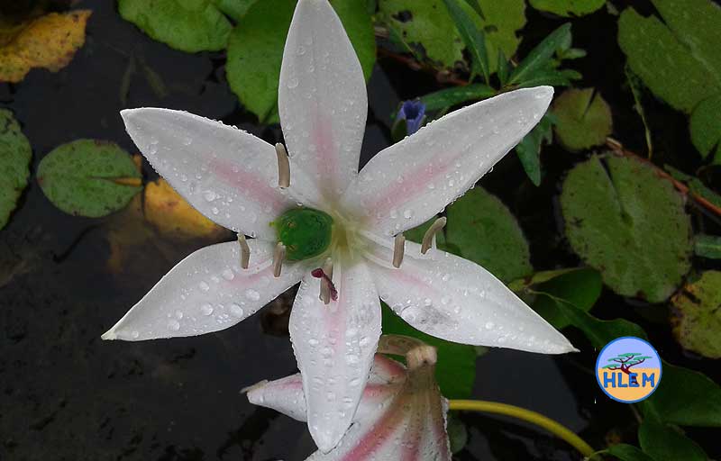 HLEM Flower of Bushveld vlei lily Crinum paludosum which is an indigenous aquatic plant with a Water lily reed frog hyperolius pusillus in the throat of the flower Durban Kwazulu-Natal South Africa