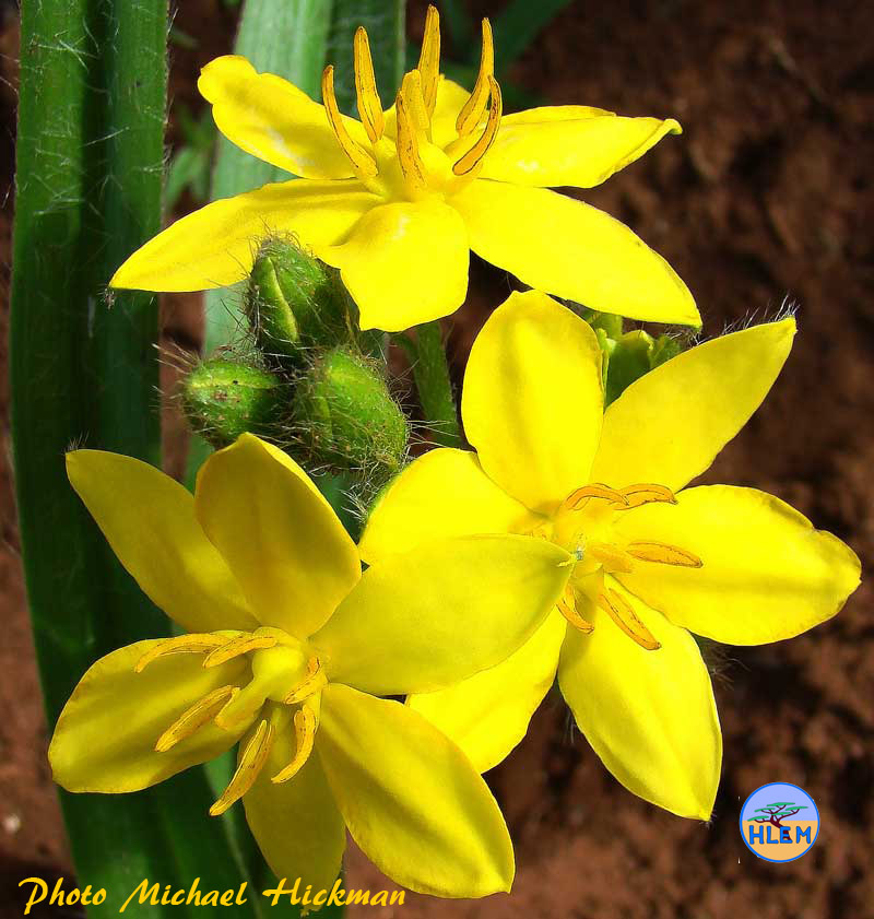 Flower of Inkomfe Hypoxis hemerocallidea is a South African indigenous grassland plant HLEM Hlengiwe Luthuli Environmental Management (Pty) Ltd Durban KZN South Africa