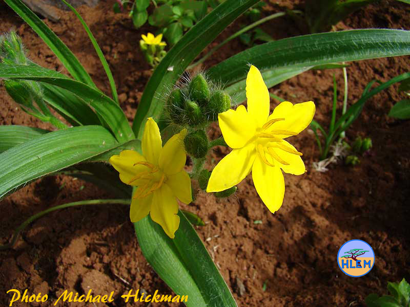 Inkomfe Hypoxis hemerocallidea which is a South African indigenous grassland plant HLEM Hlengiwe Luthuli Environmental Management (Pty) Ltd Durban KZN South Africa