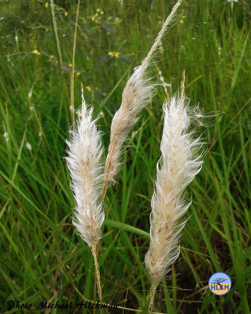 HLEM Inforescens of cotton wool grass Imperata cylindrica  indigenous grass  plant Durban KZN South Africa