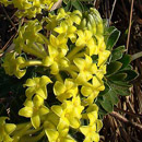 HLEM Icon Lasiosiphon anthylloides  is an endemic indigenous grassland plant Durban Kwazulu-Natal South Africa