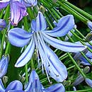 HLEM Icon Agapanthus preacox is an endemic indigenous grassland forb Durban Kwazulu-Natal South Africa