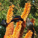 HLEM Icon Bitter Aloe, Aloe ferox is a succulent South African indigenous tree species Durban Kwazulu-Natal South Africa
