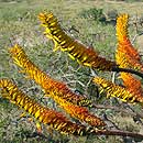 Mountain Aloe, Aloe Marlothii is a South African indigenous succulent tree species. HLEM Hlengiwe Luthuli Environmental Management (Pty) Ltd Durban KZN South Africa