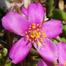 HLEM Icon Anacampseros telephiastrum is an endemic indigenous suculent plant that grows on rocks Durban KZN Kwazulu-Natal South Africa