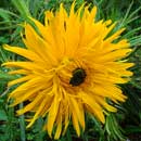 Berkheya insignis is a South African indigenous grassland species. HLEM Hlengiwe Luthuli Environmental Management (Pty) Ltd Durban KZN South Africa