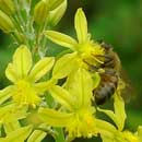 HLEM IconSpreading bulbine,  Bulbine asphodeloides  is an endemic indigenous grassland forb Durban Kwazulu-Natal South Africa