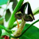 HLEM Icon Ceropegia nilotica  is an  indigenous grassland forb Durban Kwazulu-Natal South Africa