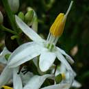 HLEM Icon chlorophytum_cooperi  is an endemic indigenous grassland forb Durban Kwazulu-Natal South Africa
