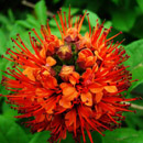 HLEM Icon Hiccup nut, Combretum brachteosum is an endemic South African indigenous tree species Durban Kwazulu-Natal South Africa